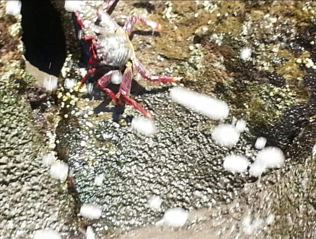 Maspalomas Casa La Loba Eksteriør bilde